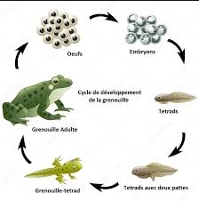 Animaux