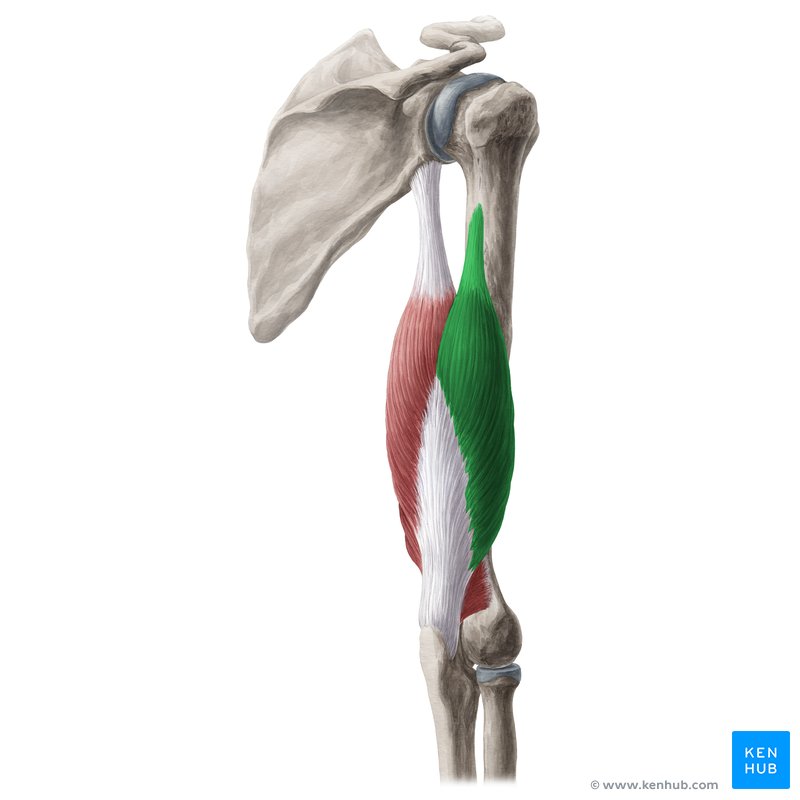 Triceps Brachii