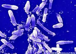 Archaebacteria
