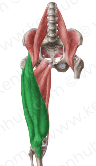 Cuádriceps femoral