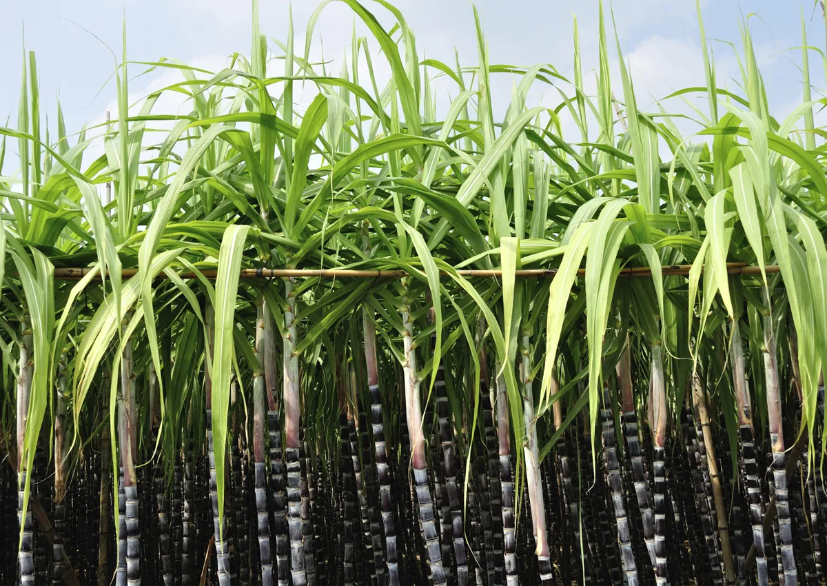 Herbáceas perennes