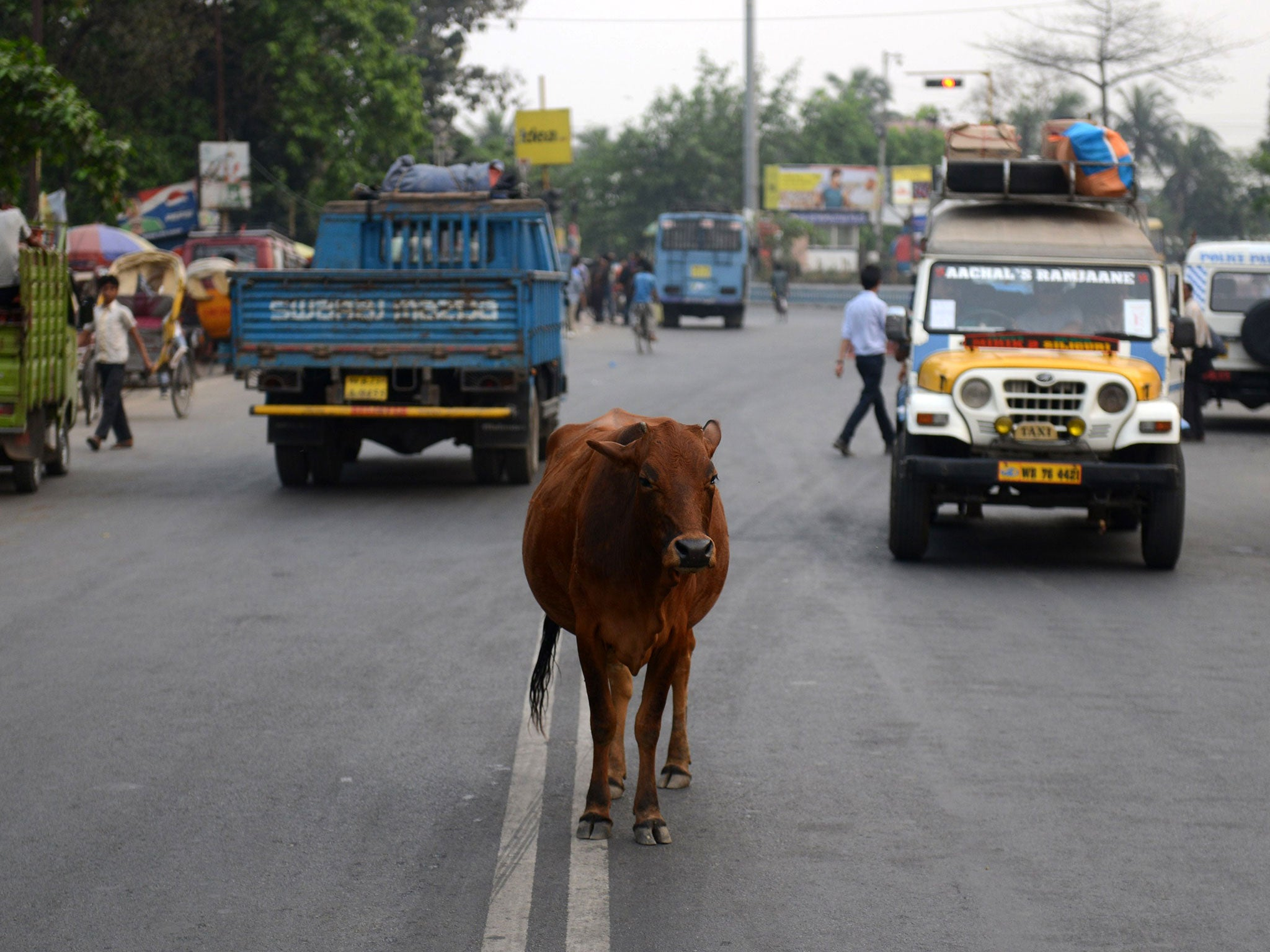 In the Vedas, the oldest of the Hindu scriptures, the cow is associated with Aditi, the mother of all the gods.