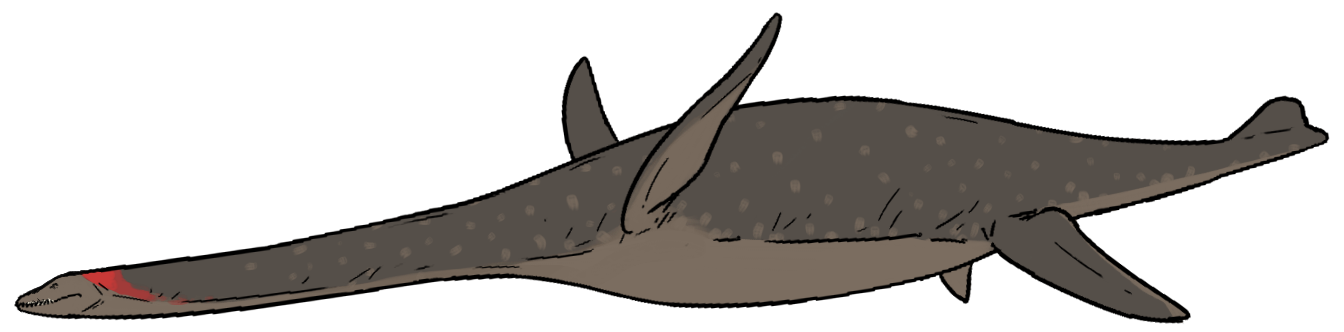 Muraenosaurus leedsii