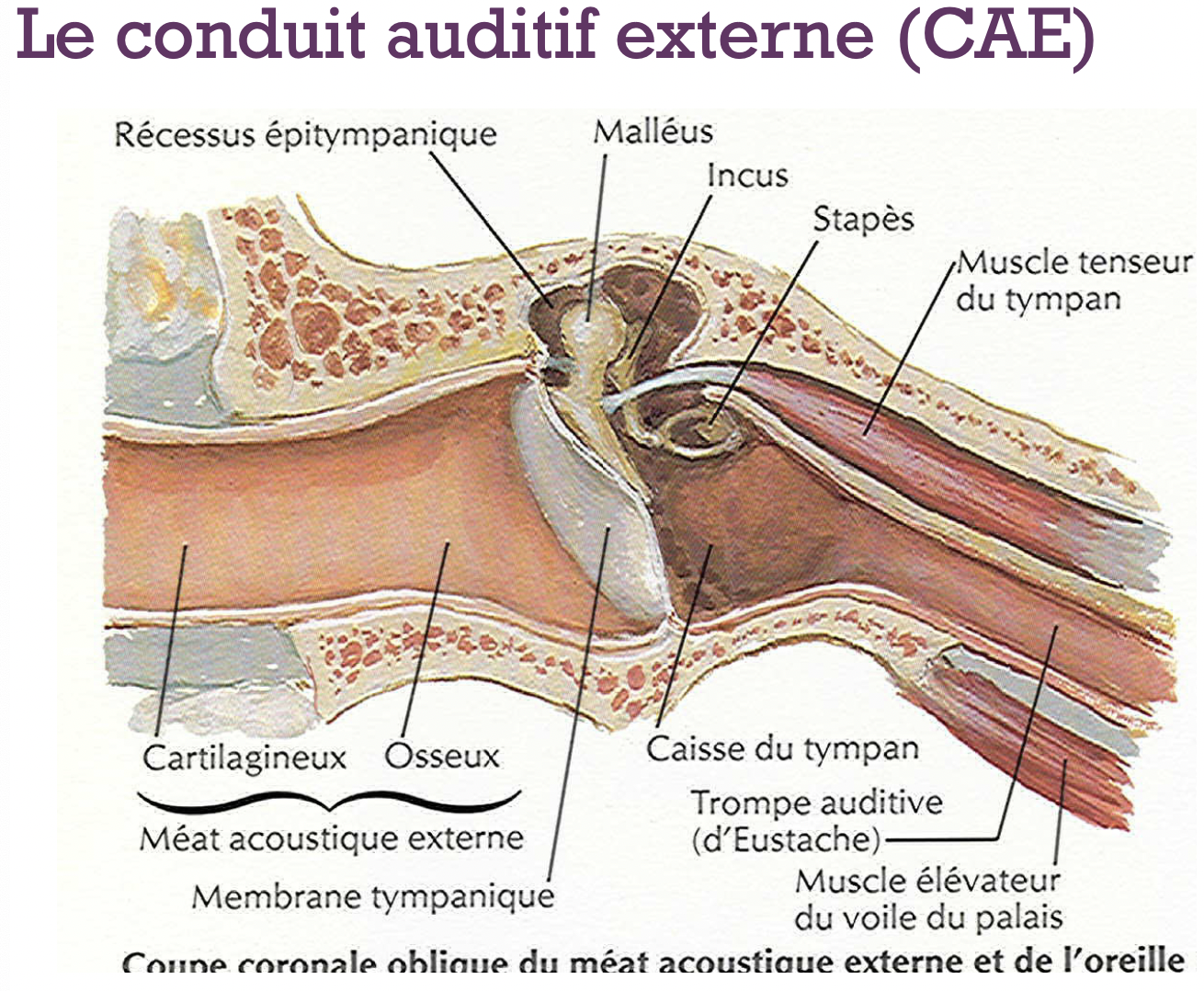 Pathologie de l'oreille externe