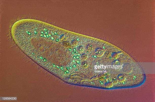 Paramecium