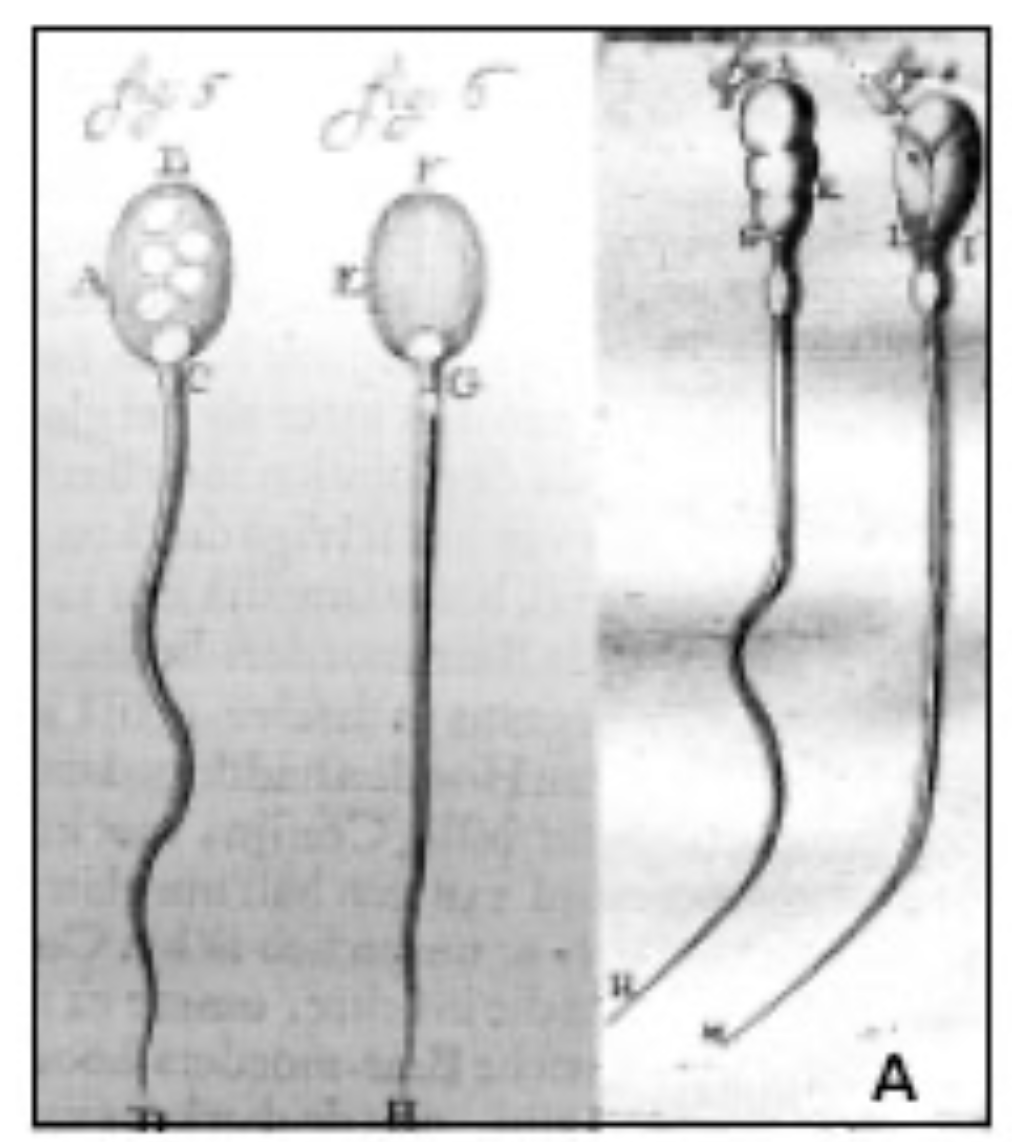 De eerste weergave van een spermacel