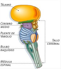 Tallo Cerebral
