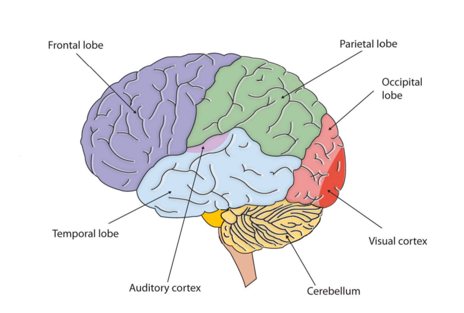 Parts of the brain