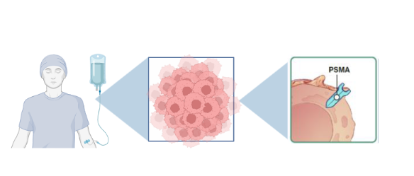>80% of patients with prostate cancer express PSMA