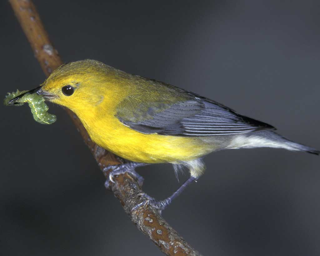 Prothonotary Warbler