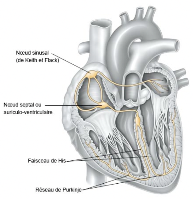 Les troubles du rythme cardiaque:
Les deux principaux troubles du rythme sont la tachycardie ventriculaire et la fibrillation