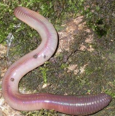 Ex. Earthworm