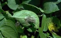 Potato late blight fungus