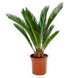 Sago palm