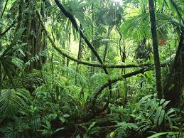natural vegetation is when a plant grows without needing any human interaction with it.