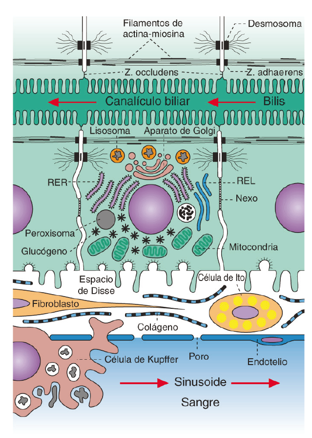 TRABÉCULAS DE HEPATOCITOS