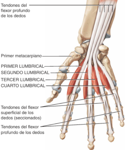 Lumbricales