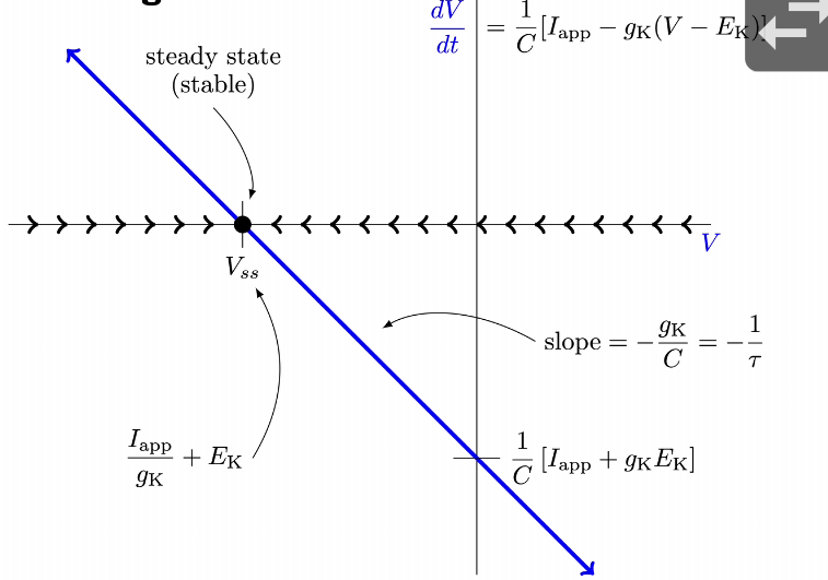 dv/dt= [(Iapp +gkEk)/C] - (gk/C) V phase diagram