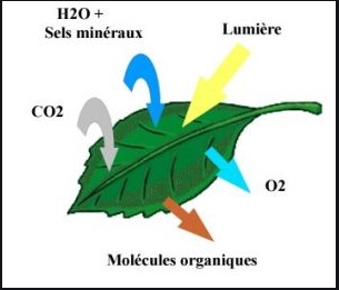 La photosynthèse est une réaction chimique qui se produit dans les feuilles des plantes grâce à l'action du soleil.