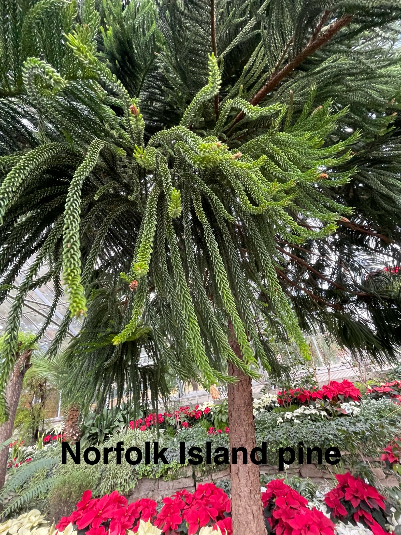 Common name: Norfolk Island Pine
