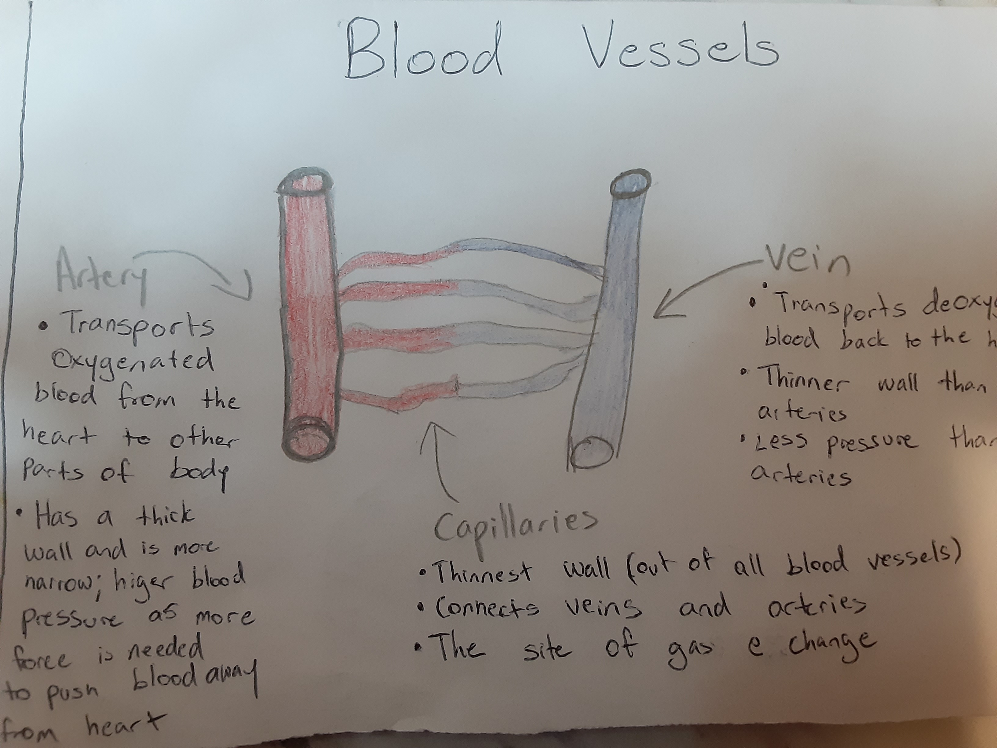 Blood Vessels-structures which transport/help circulate blood
1)Arteries
Thick-walled tube like structures which transport ox