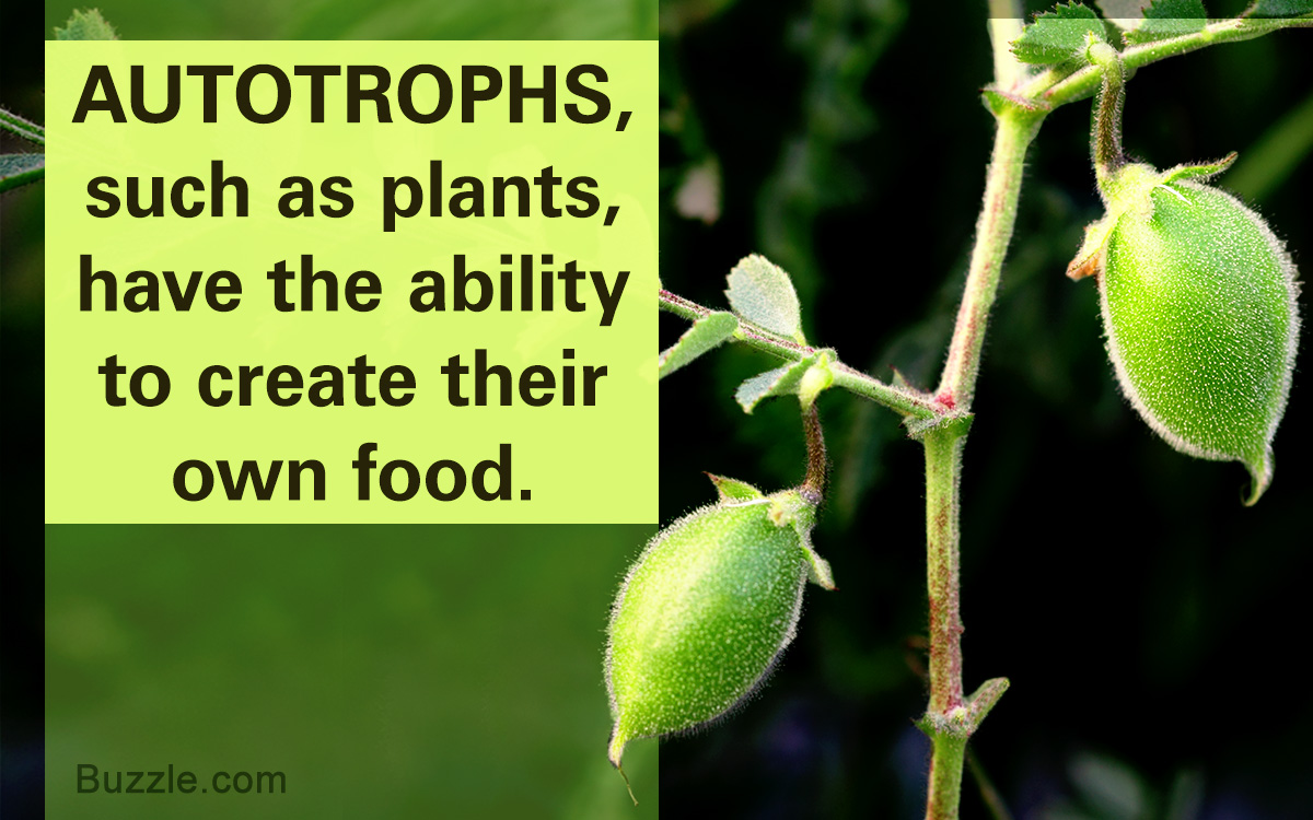 ONLY in plant cells (autotrophs)