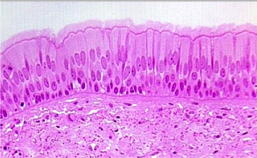 Columnar Epithelia