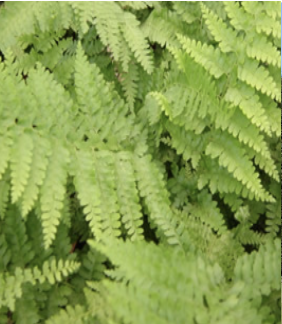 Ex.Ferns
