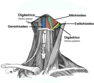 Musculos suprahioideos