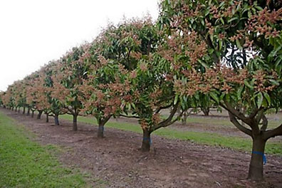 Árboles