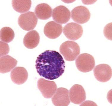 Basophils