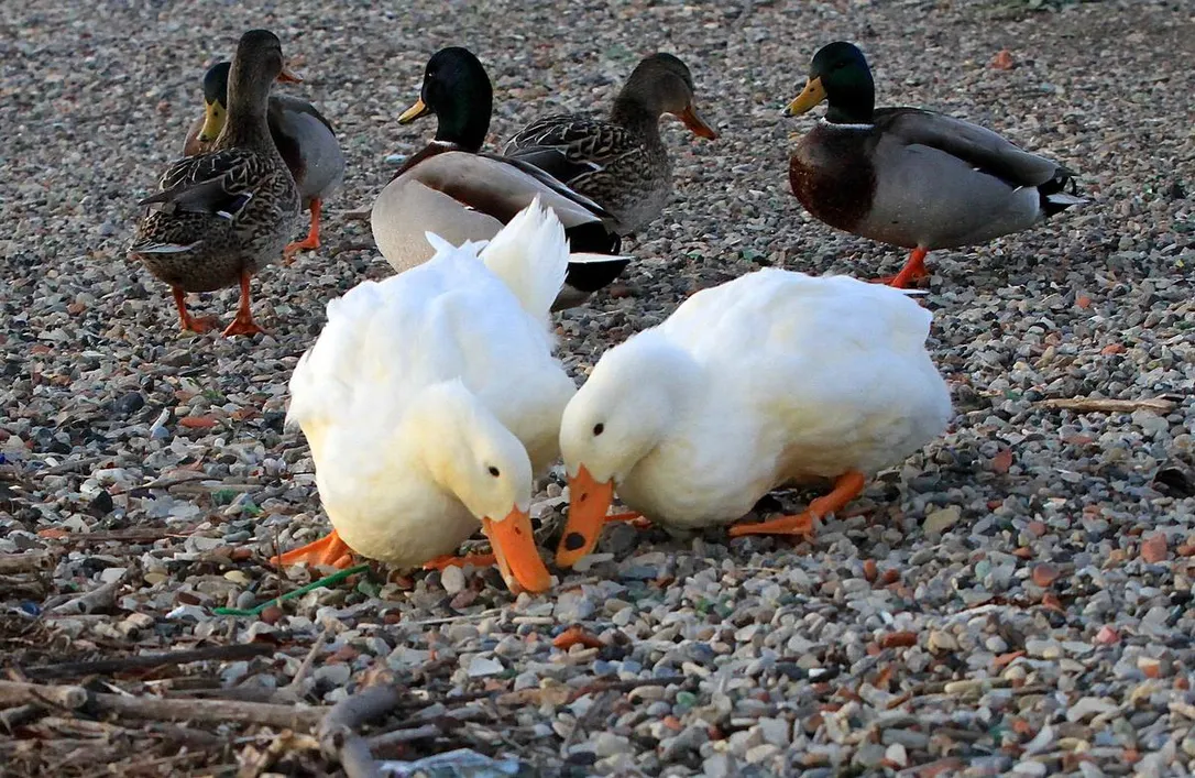 Anas platyrhynchos (domesticus)