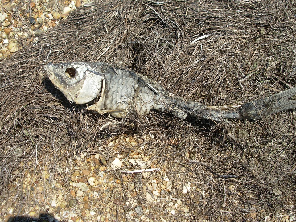 MUERTE DE PECES