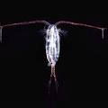 copepod