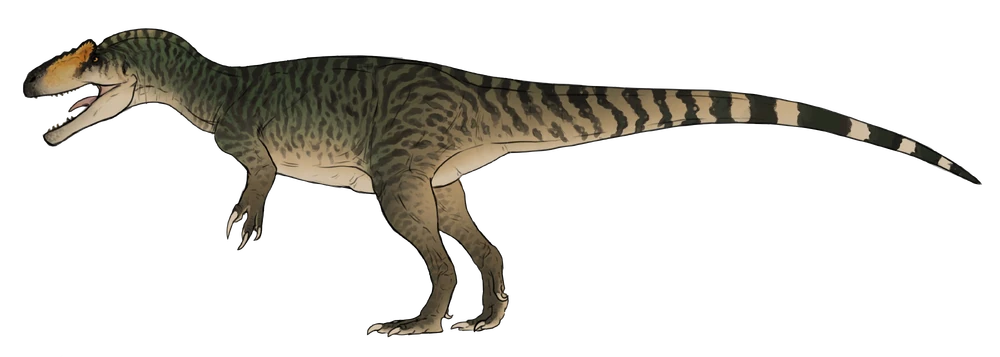Allosaurus jimmadseni