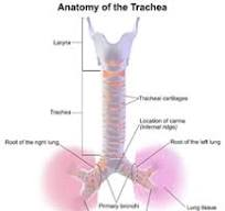 Trachea