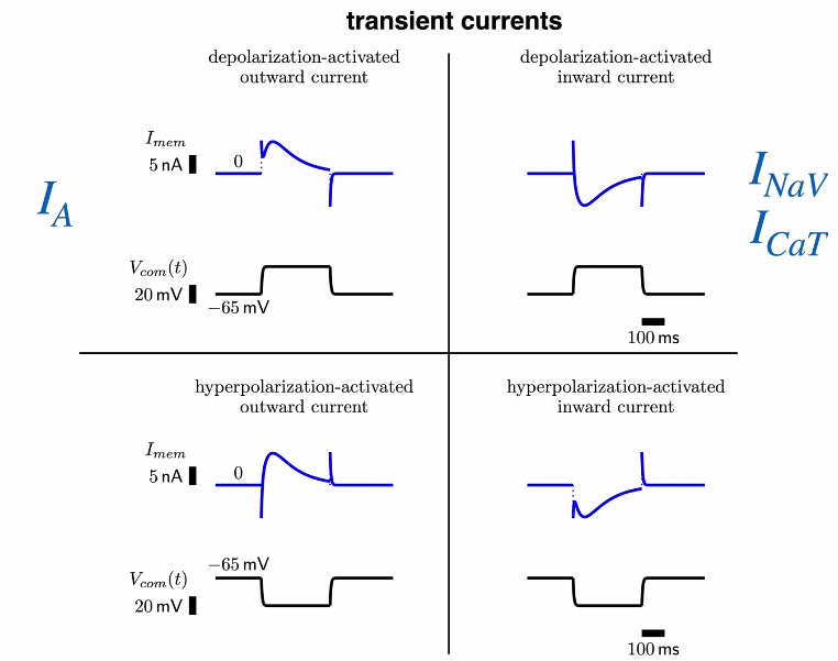 transient (happens when inactivate)