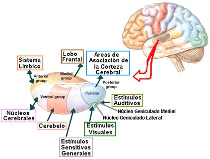 Áreas asociadas en el GT