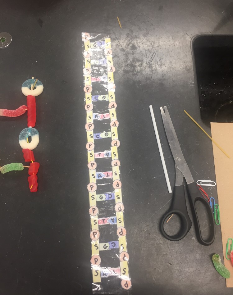Flat model of DNA