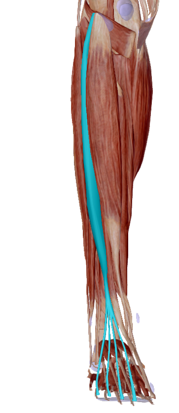 Extensor largo de los dedos