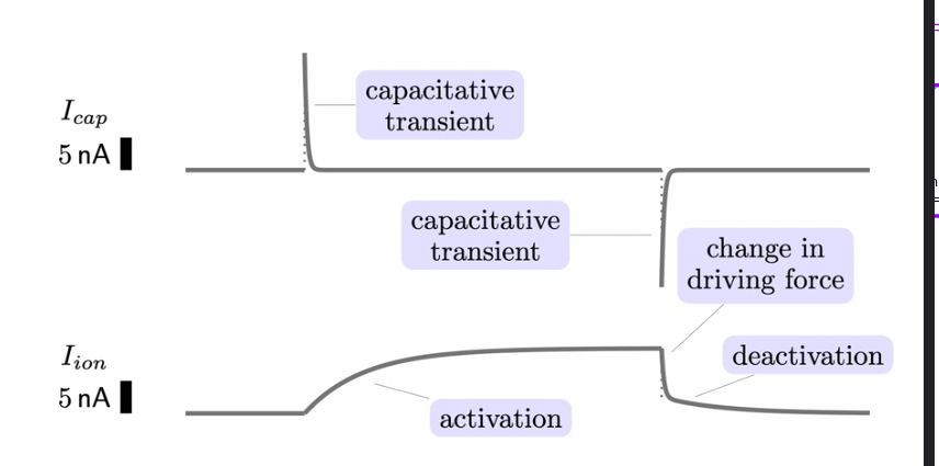 I ion - Activation of K+ current 
when voltage back -10 --> -70, low driving force because ion channels decativate