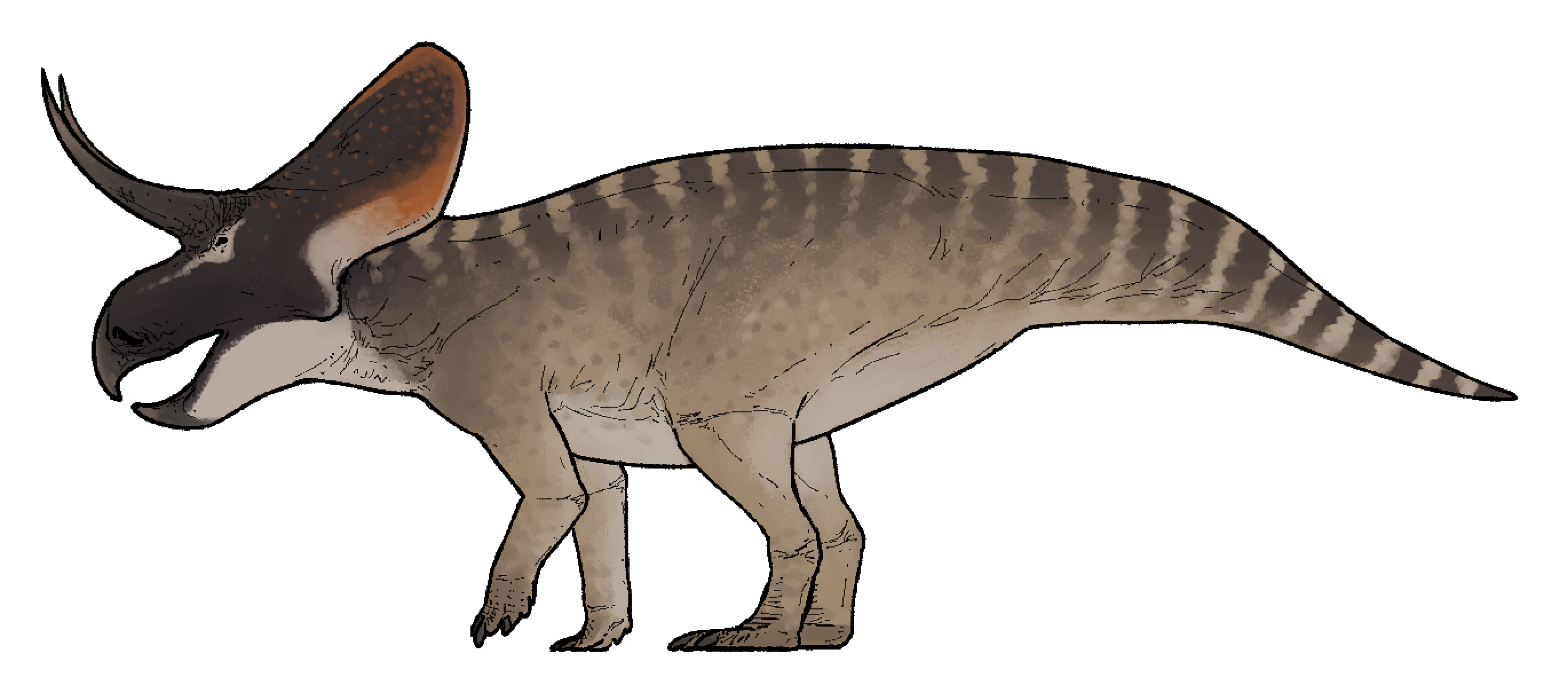 Zuniceratops christopheri