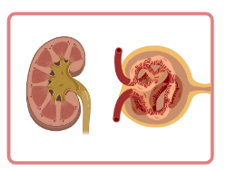 Renal toxicity