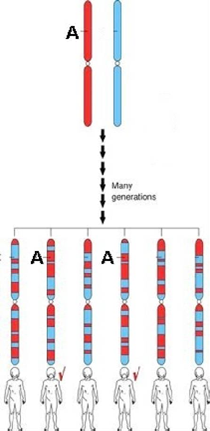 Origin of Haplotypes