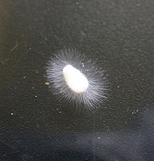 Achlya