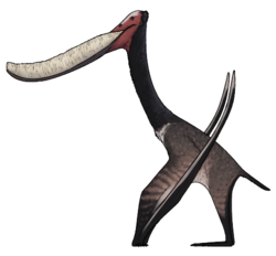 Pterodaustro guinazui