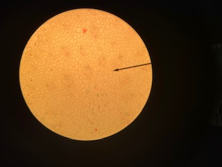 Lilium stem, 100x
