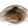 podocopida