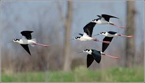 Bird Migration