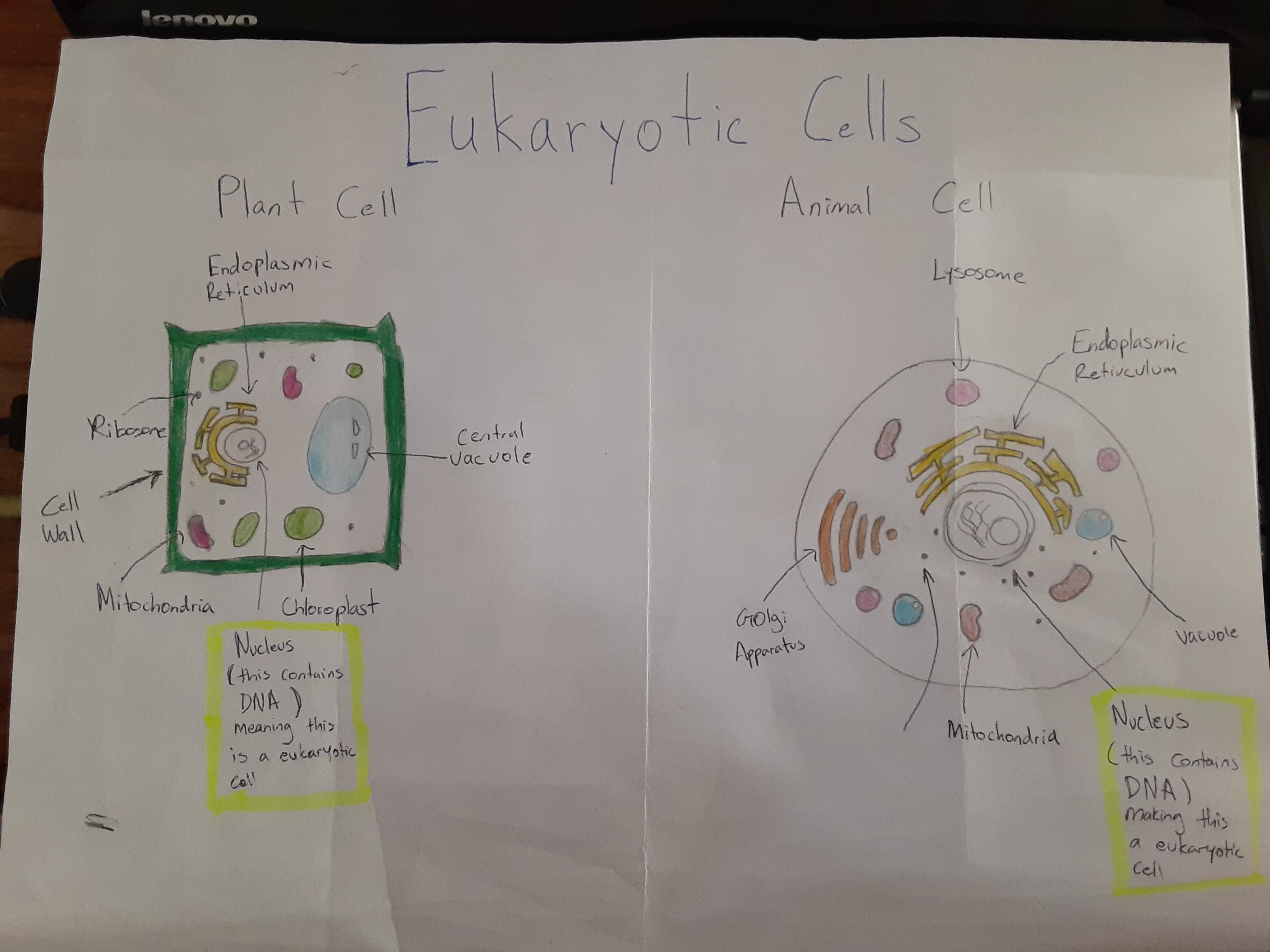 Eukaryotic Cells
Cells which have a nucleus and membrane bound organelles; 
the chromatin/DNA in this type of cell is located